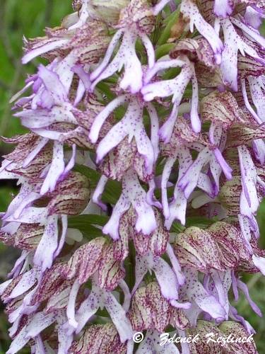 Orchis x angusticruris